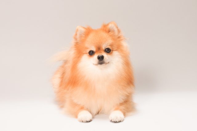 ペットと暮らす